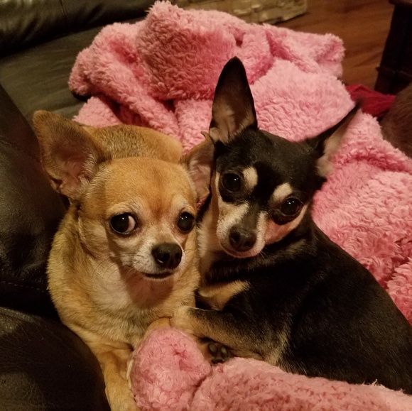 Meet the Posher and her babies!!! ❤ - Picture 4 of 4